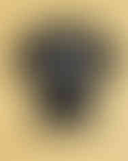 Black T-shirt with elephant wearing glasses, LUXR text on bottom.