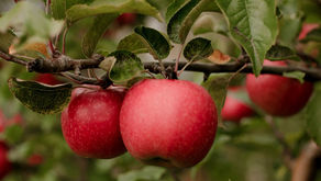 Le jus de pomme : un allié pour la rentrée des vos enfants !