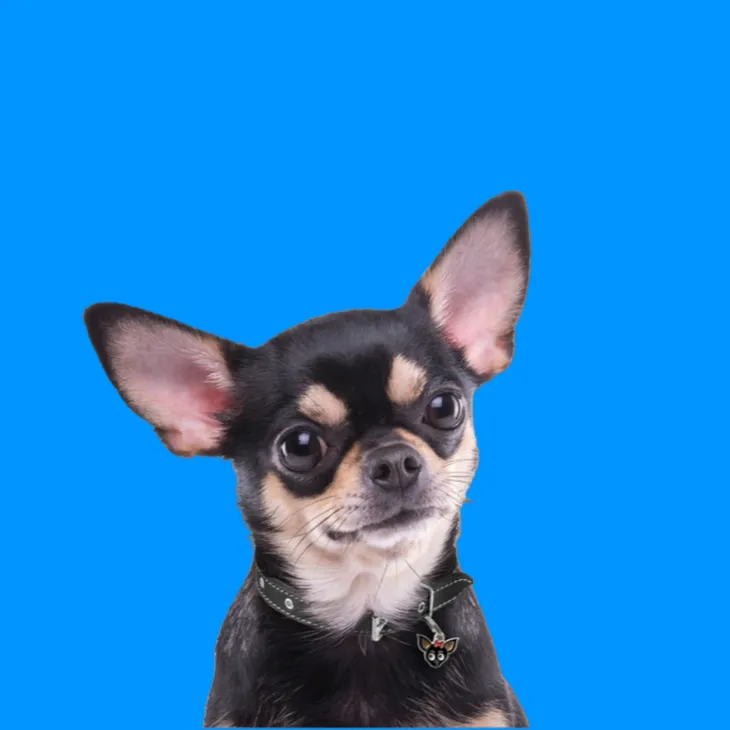 rs=w_730,h_730,cg_true (3).webp