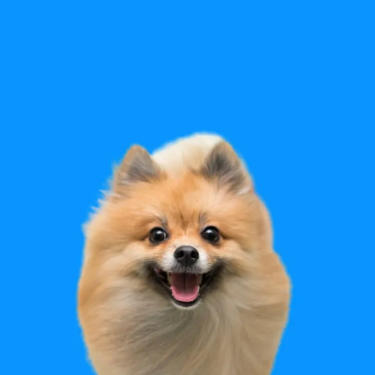 rs=w_730,h_730,cg_true (1).webp