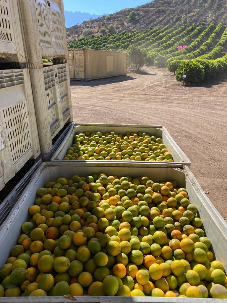 Thumbnail: Clementines