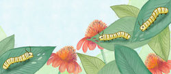 3 Caterpillars