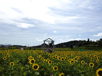 ひまわりの「その先」へ