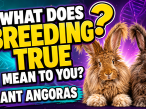 What Does Breeding True Mean in Giant Angoras?