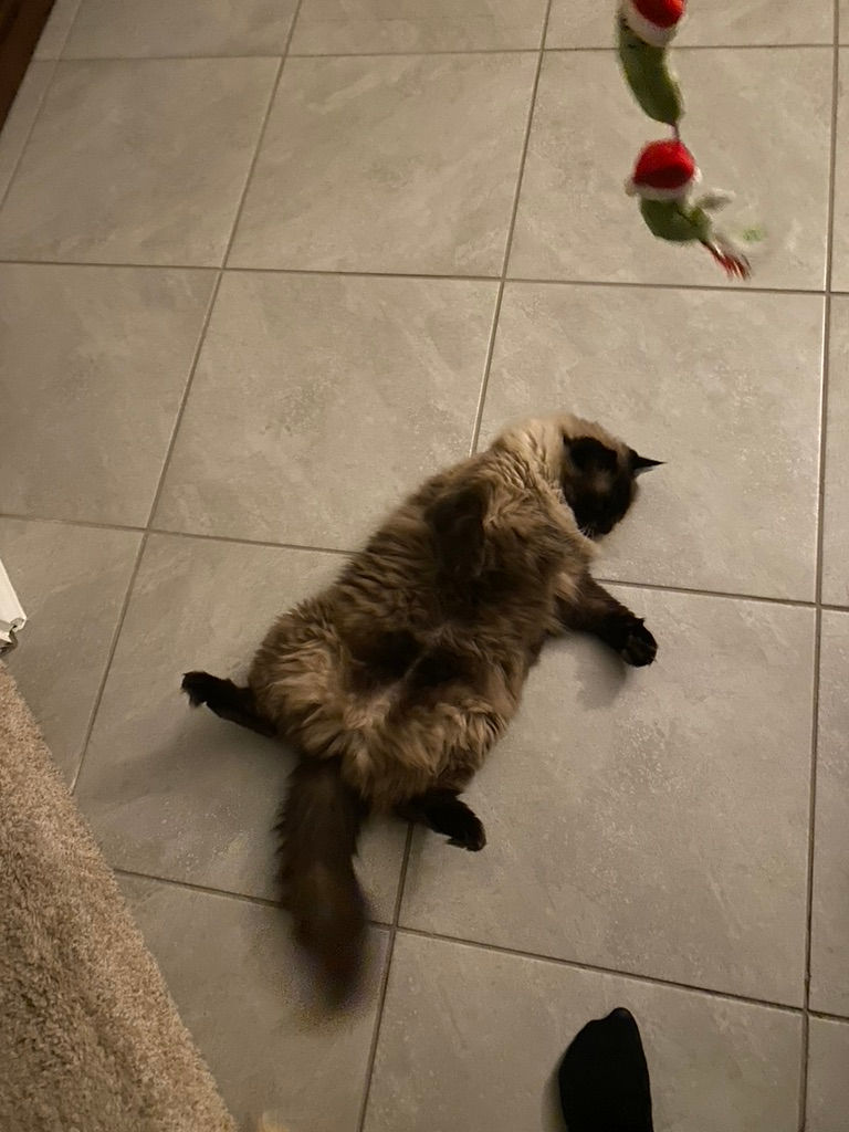 Pet Drop-Ins