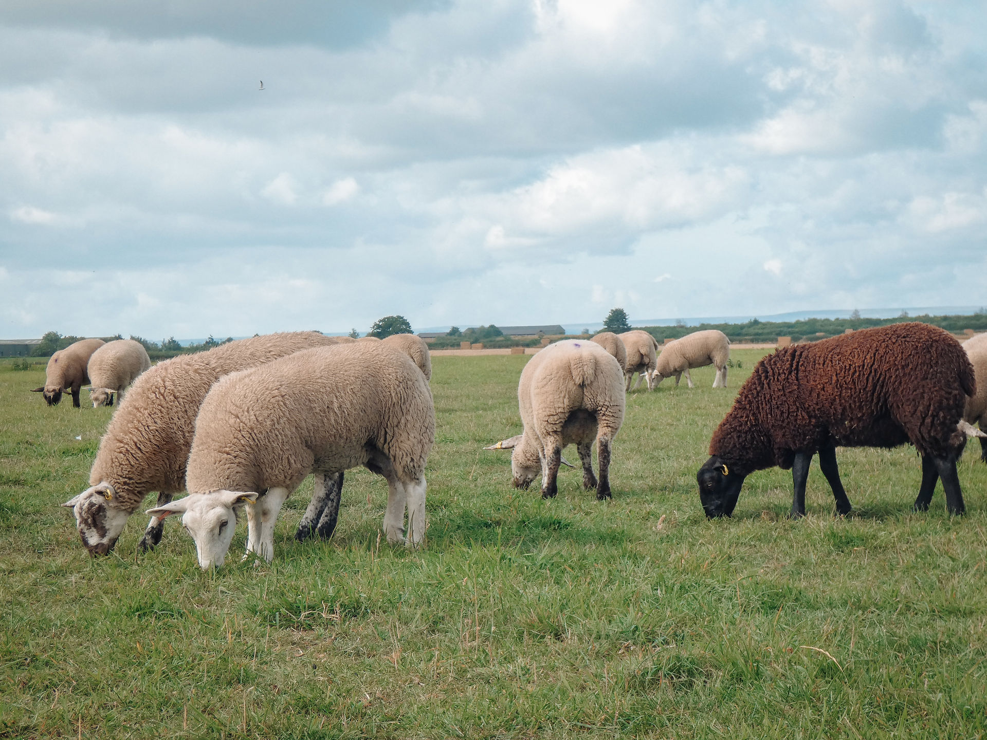sheep in field