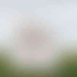 kids on mattress in field