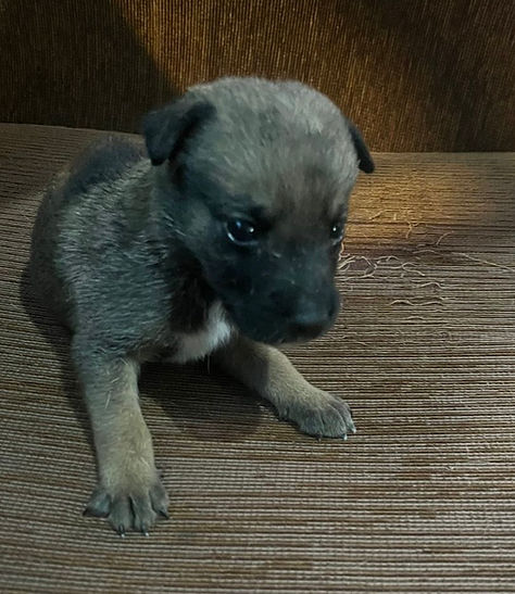 Perro