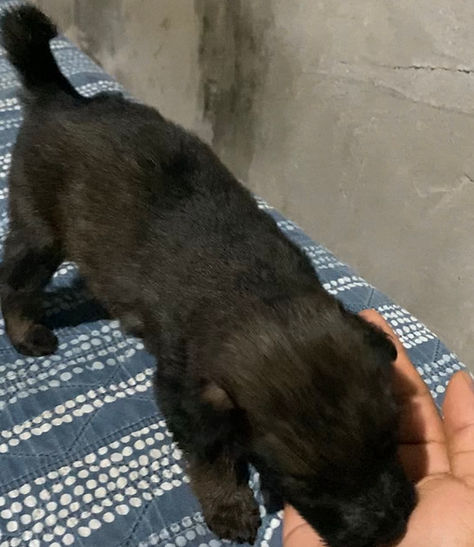 Perro