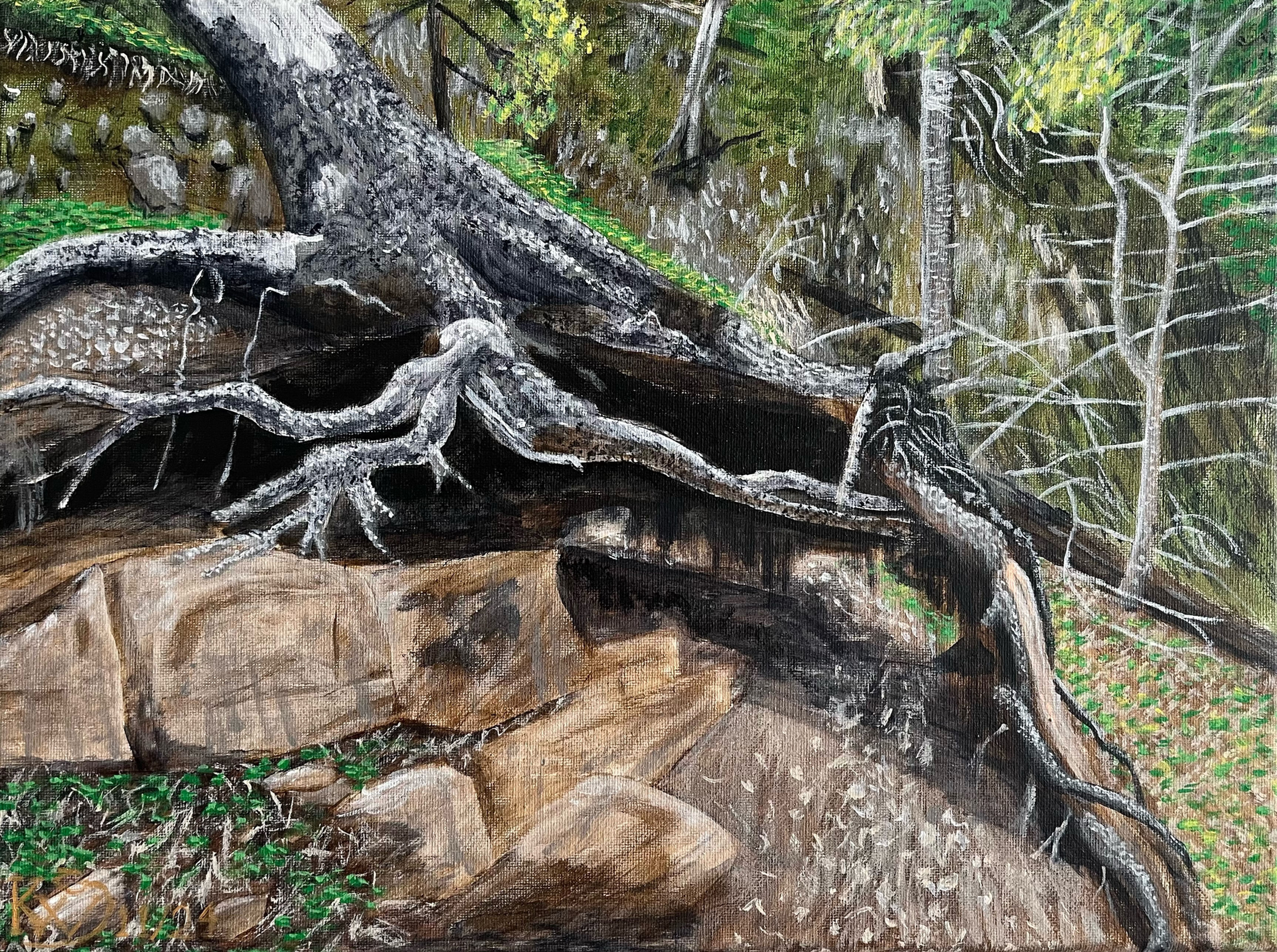 A fallen tree with its roots hang over a hiking trail. Beautiful trees grow up around it.