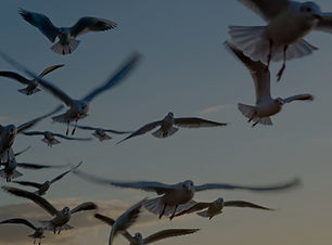 Seagulls_edited.jpg