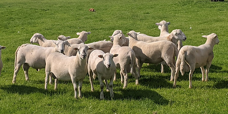 Tups May 2020 2.jpg