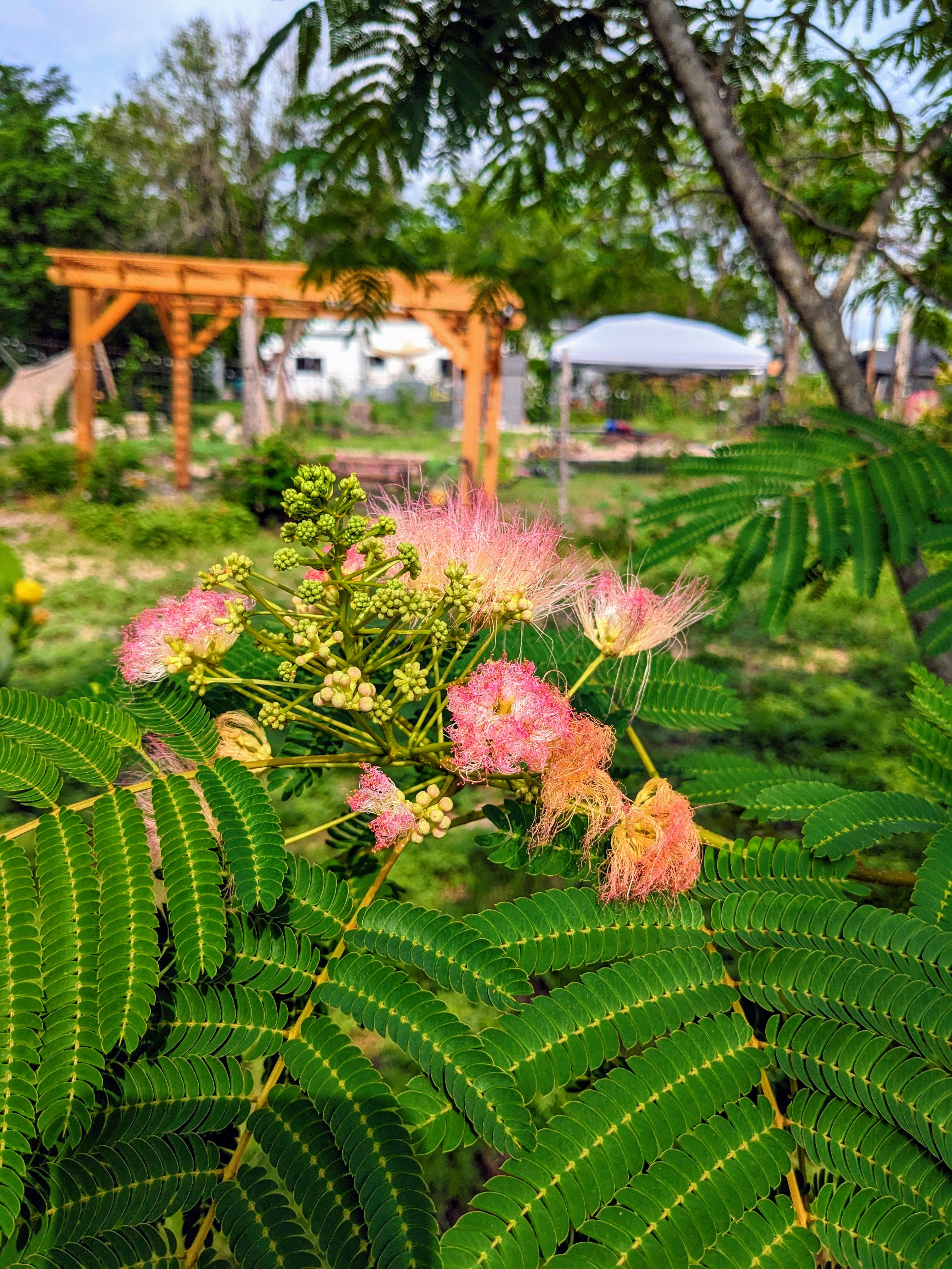 Mimosa Tree Seedlings