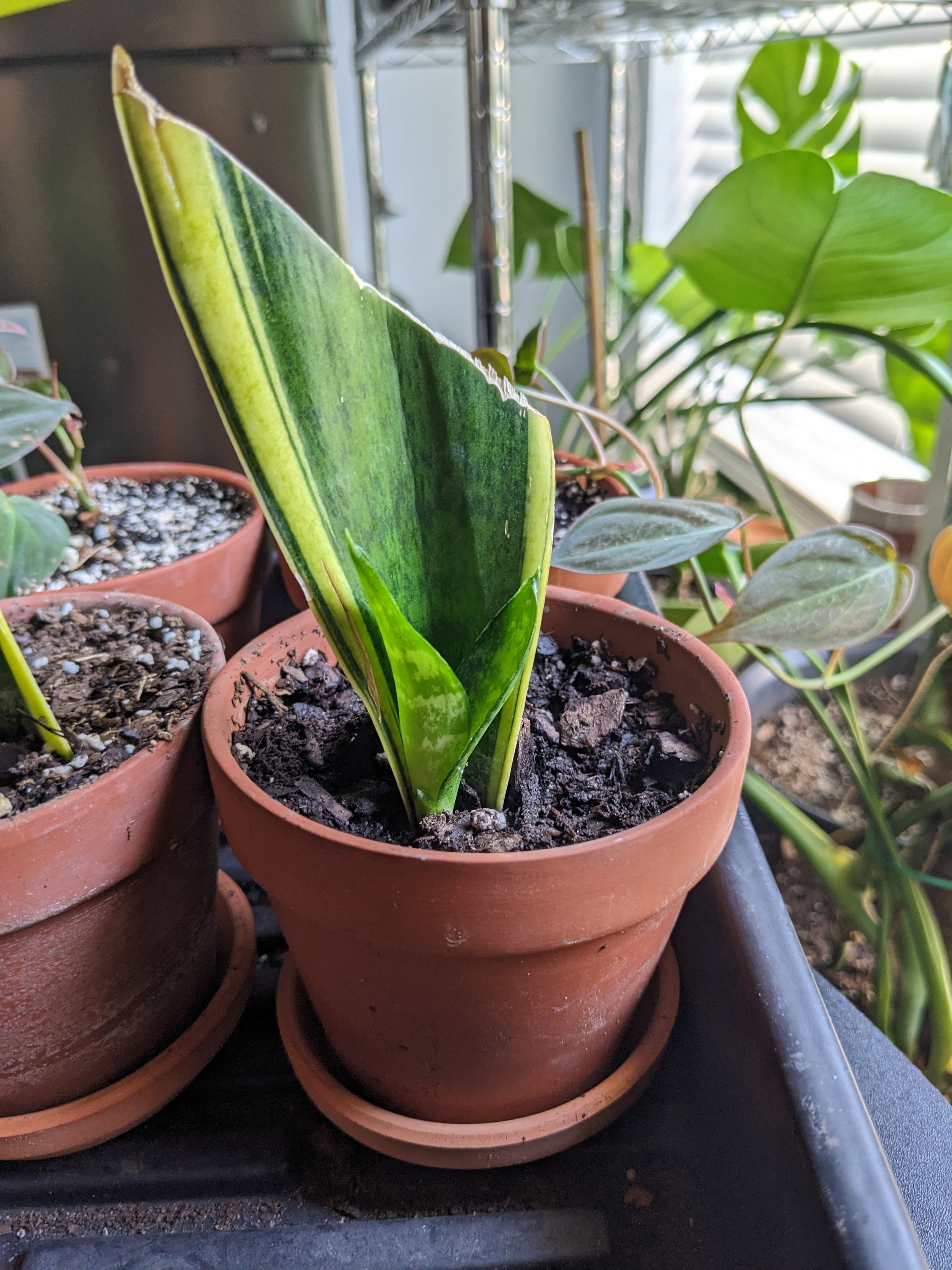 Laurentii Snake Plant