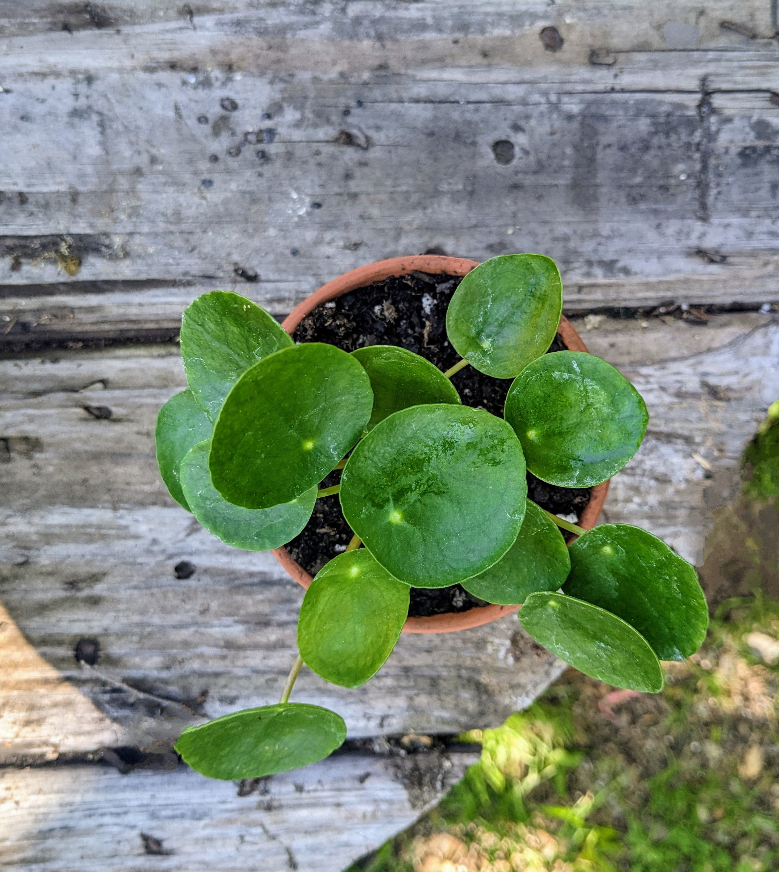 Pilea Peperomioides