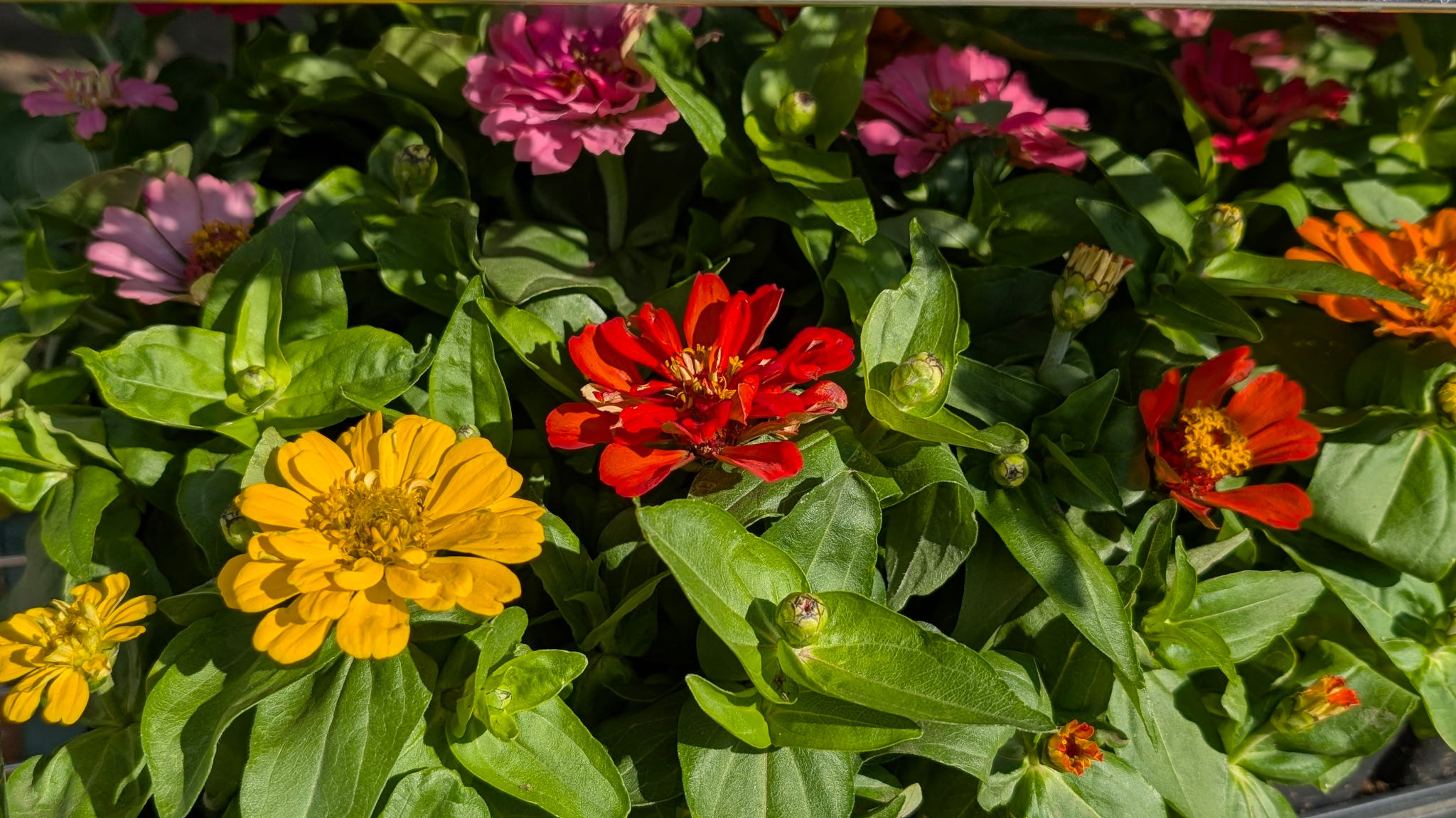 Zinnia Mix, Short Stuff