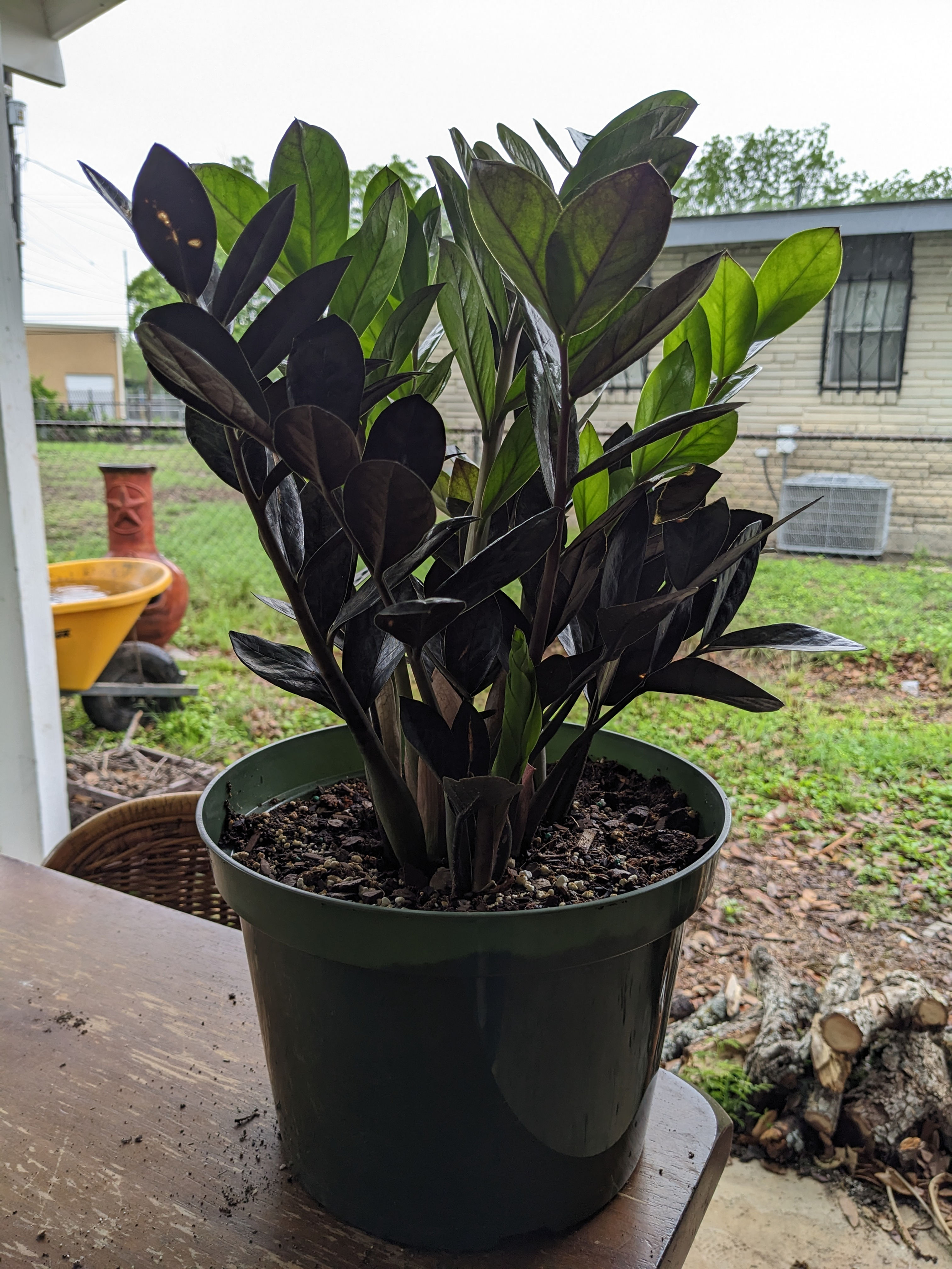 Raven ZZ Plant