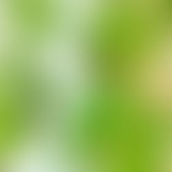 ゴーヤの実が膨らんできました。