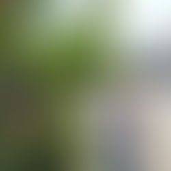 毎年近所のお鳥さんが先に…