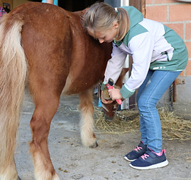 Pony putzen macht Freude