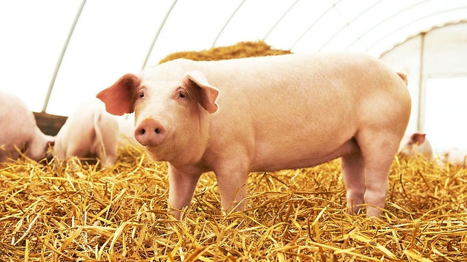 venta de cerdo.jpg