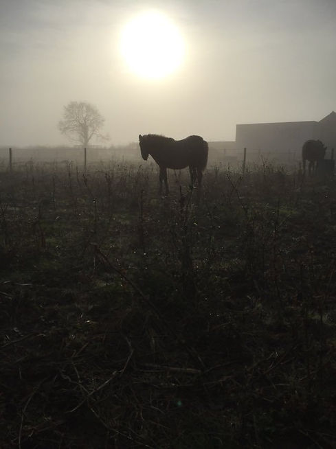 Falabella in the mist
