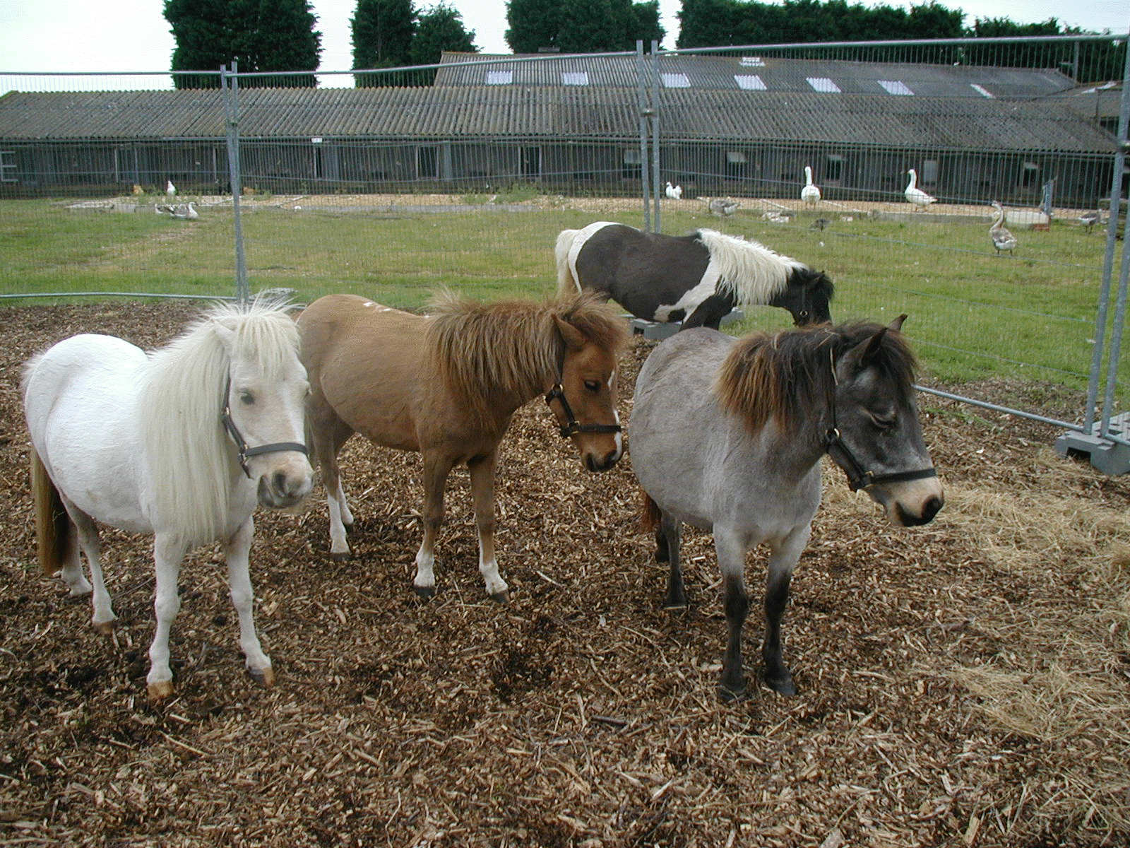 group of Falabella horses imported from Argentina
