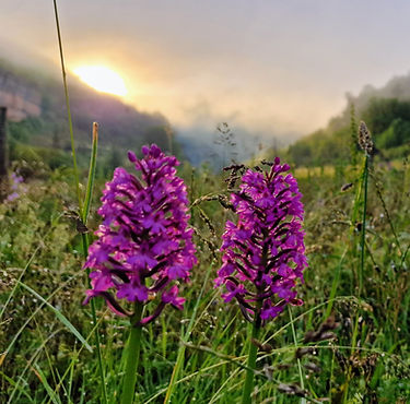 Wildflowers.jpg