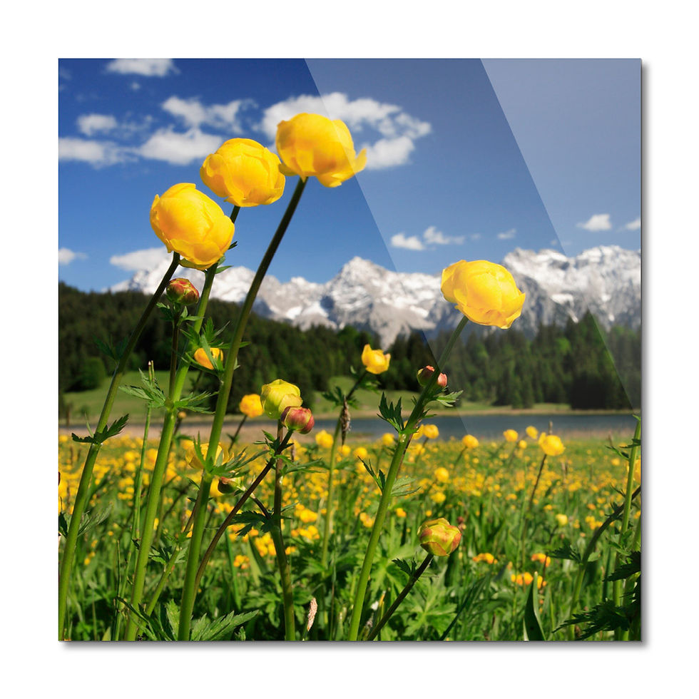 Miniaturbild: Trollblumen am Geroldsee