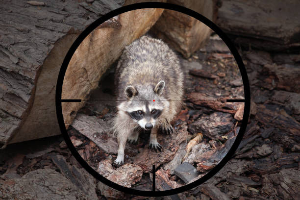 Efficient Approaches for Raccoon Elimination