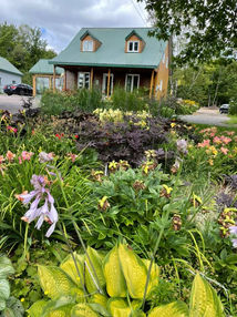 Hostas et hémérocailles.jpg