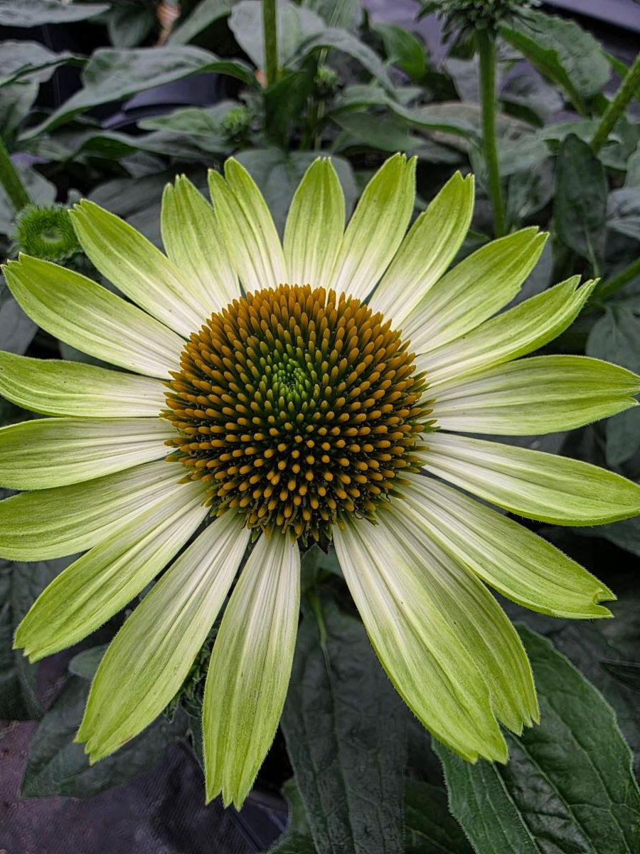 ECHINACEA PRIMA LIME 1 GALLON POT