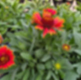 PERENNIAL GAILLARDIA 