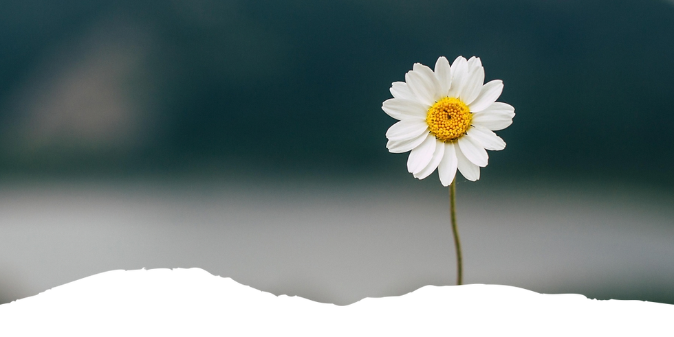 Untitled design-129.png