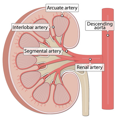 major-arteries-kidney_edited.jpg