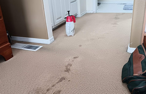 Trusted carpet cleaning solutions for homes and businesses in Williston.