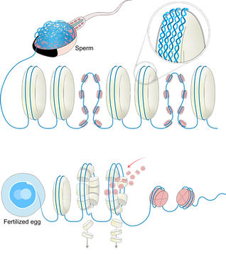 sperm-dna.png