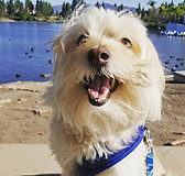 Bailey loves his walks by the lake! 🐶🐾