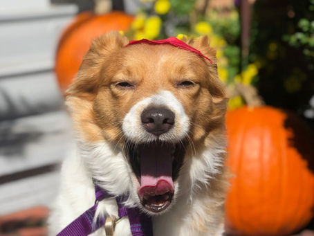 Boo! What's that Over There!?: Tips for Handling On-Leash Reactivity