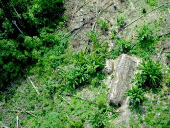 Indígena marubo é sequestrado e torturado no Vale do Javari; caso expõe avanço de grupos armados e pressão por ação federal