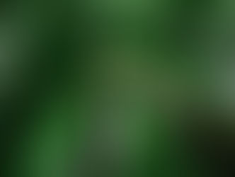 O leilão que transformou floresta em ativo financeiro