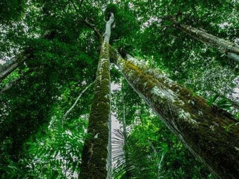 O leilão que transformou floresta em ativo financeiro