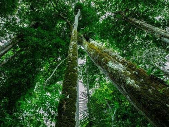 O leilão que transformou floresta em ativo financeiro