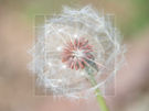 Light Dandelion
