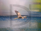 Heron