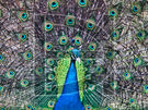 Pretty Peacock