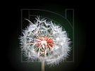 Dark Dandelion