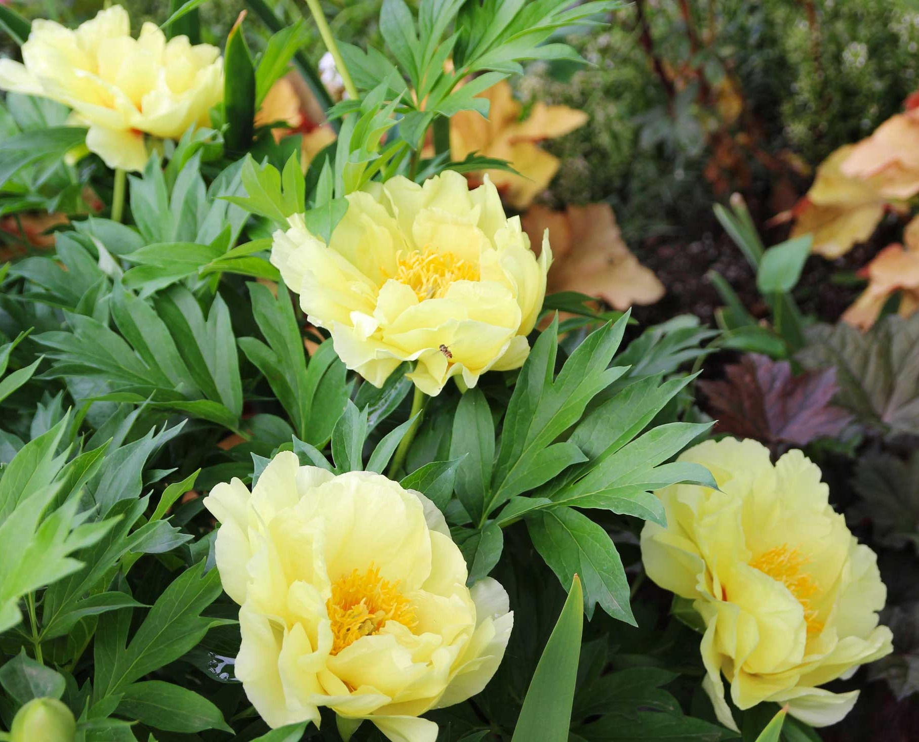 Peony Bartzella Itoh