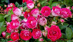 rose-forside-venstre