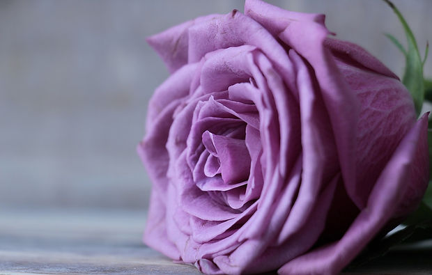 rose-2548784_1280.jpg
